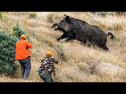DEV YABAN DOMUZU VE AVCI GIANT WILD BOARS VS HUNTERS