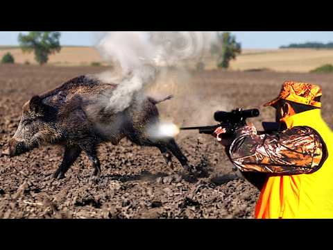 ŞOK EDİCİ VURUŞLAR Yaban domuzlarını şoka sokan mükemmel