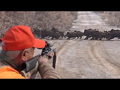2022 İLK YABAN DOMUZU AVI BEST WILD BOAR HUNTING 2022 HOG