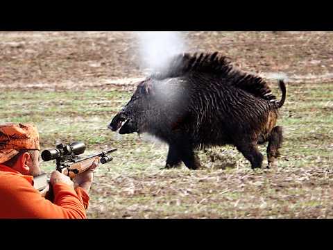 EN İYİ YABAN DOMUZU AVLARI TOP WILD BOAR HUNTING hog hunts