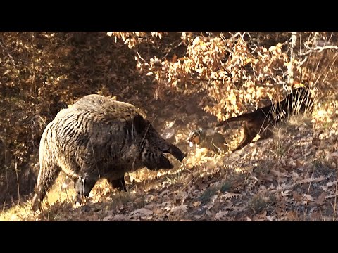 ADRENALİN YÜKLÜ YABAN DOMUZU AVI 2 WILD BOAR HUNTING HOG