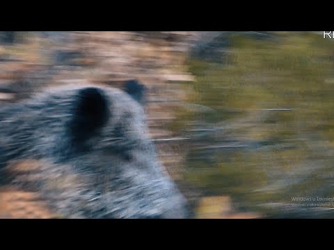 YAKIN TEMAS YABAN DOMUZU AVI CLOSE CONTACT WILD BOAR HUNTING