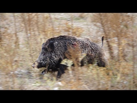 EN İYİ YABAN DOMUZU AVLARI MUHTEŞEM ANLAR THE BEST WILDBOAR