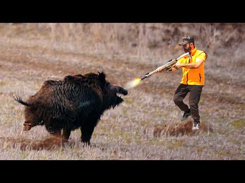 TOP 50 DEV AZILI DOMUZ AVI derleme Wild Boar Hunting Down