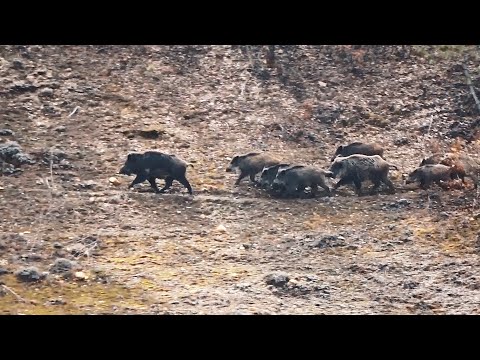 AKSİYON DOLU YABAN DOMUZU AVI FULL ACTION WILD BOAR HUNTING