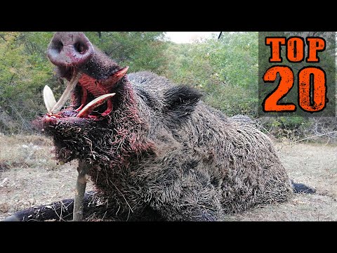 TOP 20 DOMUZ AVI EN İYİ SAHNELER TOP 20 WILD BOAR HUNTS