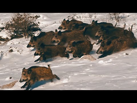 KARDA MÜKEMMEL YABAN DOMUZU AVI PERFECT WILDBOAR HUNTING IN