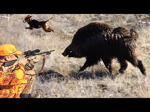 DEV AZILI YABAN DOMUZU AVI DOMUZ KÖPEĞİ KESTİ BEST WILD
