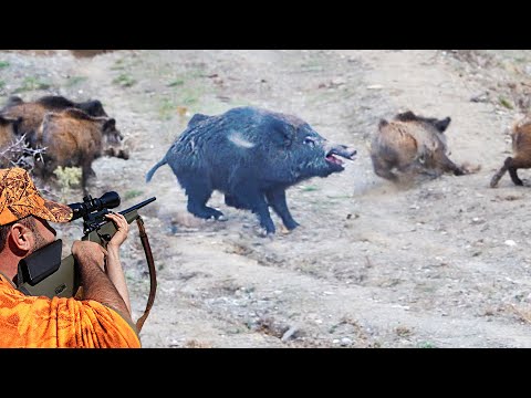 MÜKEMMEL YABAN DOMUZU AVLARINDAN SAHNELER 3 BEST WILD BOAR
