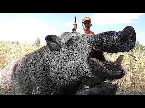 DEV AZILI YABAN DOMUZU AVI 6 GIANT MONSTER WILD BOAR