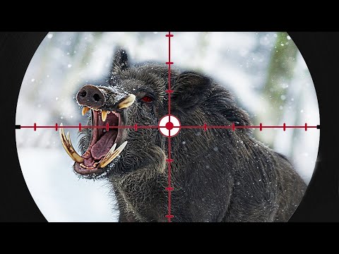 ŞOK EDİCİ VURUŞLAR Tüm zamanların en şok edici yaban domuzu