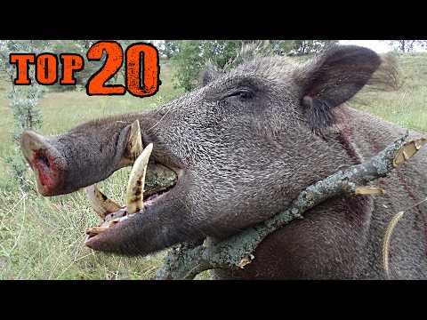TOP 30 EN İYİ VURUŞLAR YABAN DOMUZU AVI UNUUTLMAZ SAHNELER