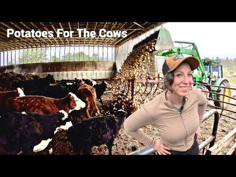Nothing Goes To Waste Cows LOVE Potatoes