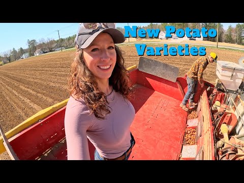 New Potato Varieties Seed Trial