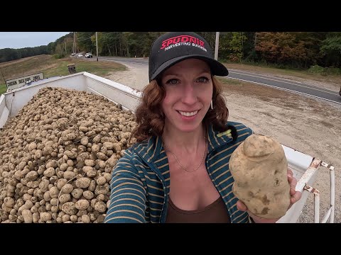 Switching bins almost finished with potato harvest 2023