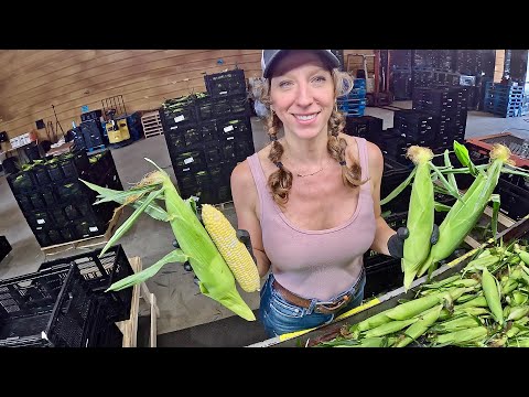 Sweetcorn packing into RPC s
