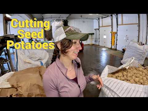 Every Potato Starts Here Cutting Seed