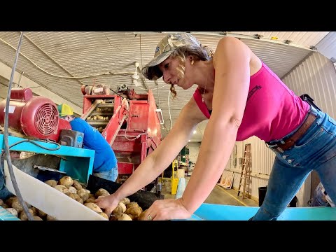 Bagging Potatoes and Filling Storage Continues October 2025