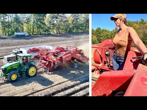 Potato Harvest Oct 2025