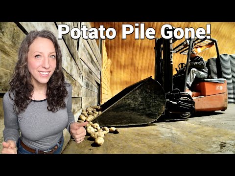 Potato pile is Gone