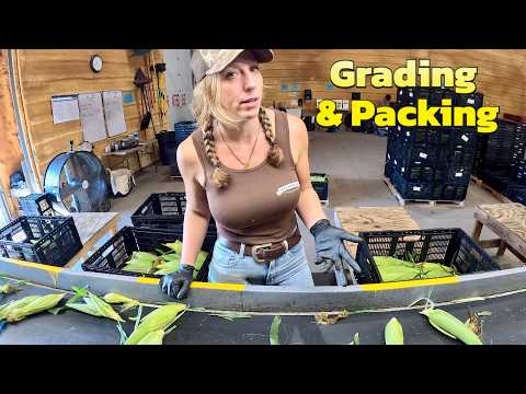 Harvest Grade Pack Sweet Corn Potatoes