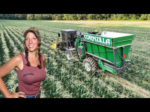 Picked Packed Ready To Ship Sweet Corn Harvest Begins 2025