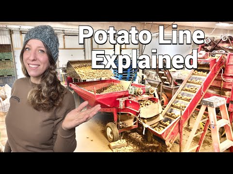 Step By Step Potato Bagging Line Explained Bin To Bag