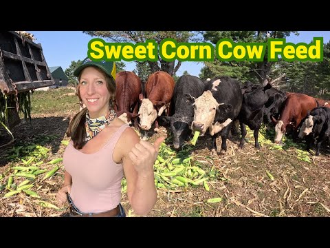 Cows Love Sweet Corn