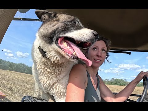 Working on fall tillage with Bessy