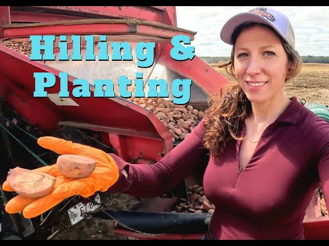Hilling and planting potatoes