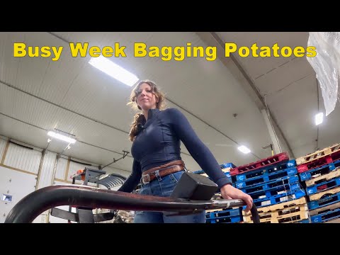 The start to a busy week bagging potatoes
