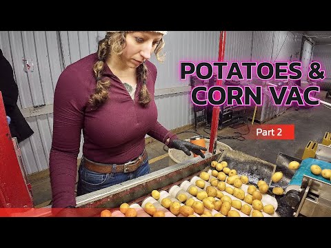 Back at it Potatoes Corn Vac