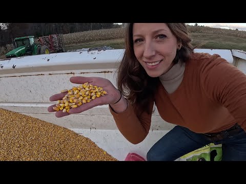 Just a little grain corn footage