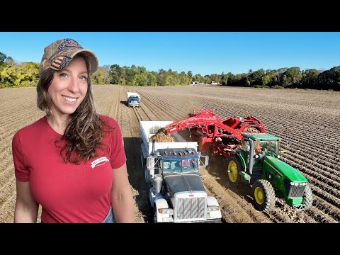 POTATO HARVEST 3 Million Pounds In Storage 2M To Go Oct 2025