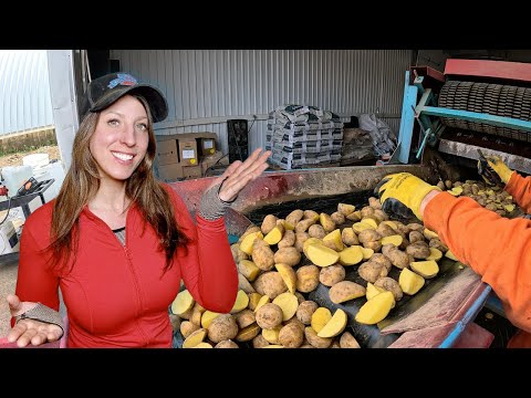 Big Yields start here Cutting seed potatoes at Bell Farms