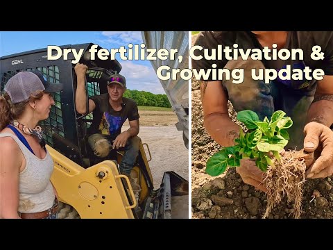 Dry fertilizer on potato ground cultivation growing update