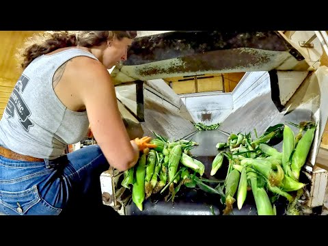 Sweet Corn Packing House Pt 2
