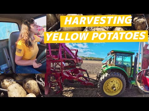 Harvesting Our New Variety