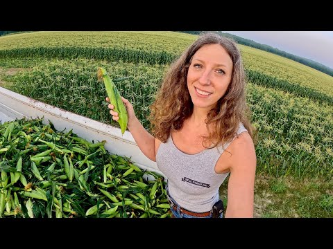 Cornzilla Early Morning Move To Our 100 Acre Sweet Corn
