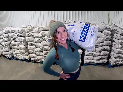 Short staffed in the potato packing house I stack 50 lb