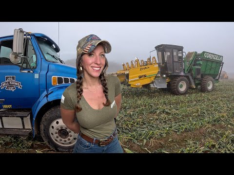 Double Harvest Day Sweet Corn Potatoes Full Day On The Farm