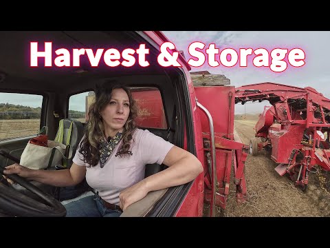 Potato Harvest Storage 2024