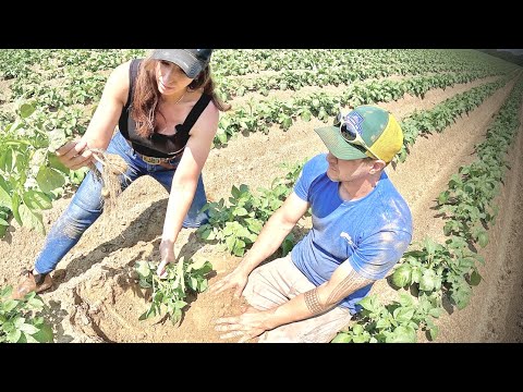 What s Happening Under The Soil Full Growing Update On the
