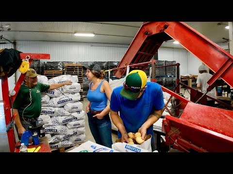 Sunday Fun Day on a Sweet corn Potato Farm 8 25 24