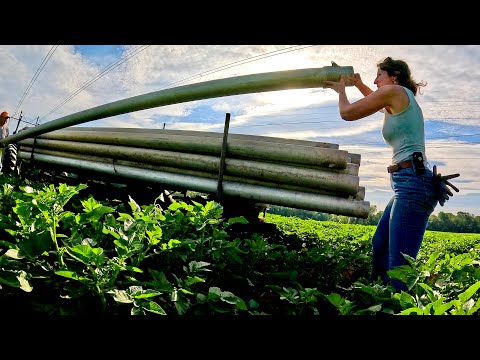 Irrigation Hustle Continues Sun Sweat Progress On The Farm