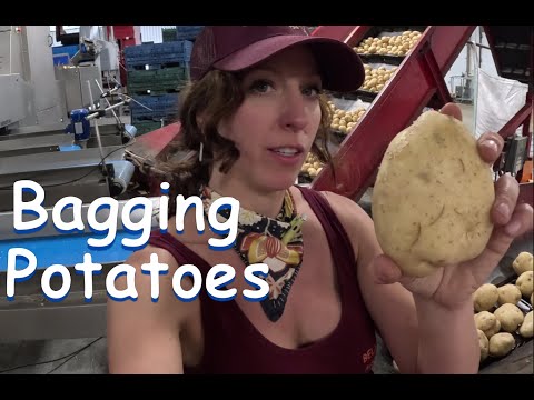 How We bag Potatoes