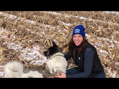 Snowy Grain Corn Harvest