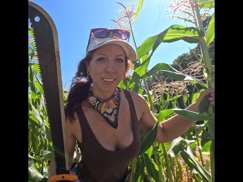 Corn Stalks and finding our bird deterrent cannon in the