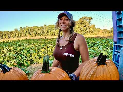 Fall Farming Tractors Pumpkins Cornstalks