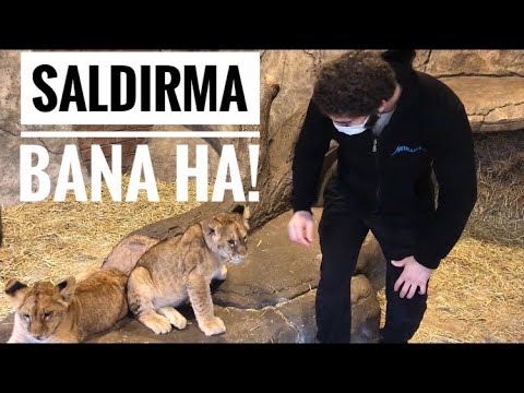 Günde 50 kez Yapan Hayvanla Buluştum Takipçilere Kedi